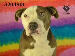 Staffordshire Bull Terrier Dogs for adoption in Stockton, CA, USA