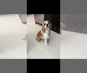 Cocker Spaniel Dogs for adoption in ft lauderdale, FL, USA