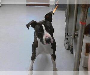 American Pit Bull Terrier Dogs for adoption in Fayetteville, NC, USA