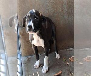 Mutt Dogs for adoption in Chula Vista, CA, USA