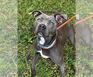 American Staffordshire Terrier Dogs for adoption in Fort Lauderdale, FL, USA