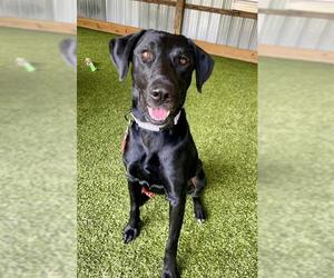 Labrador Retriever-Unknown Mix Dogs for adoption in Naples, FL, USA