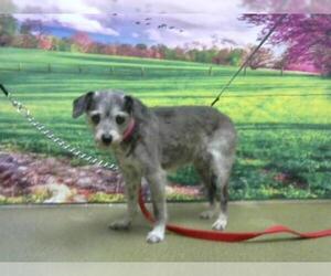 Toxirn Dogs for adoption in Moreno Valley, CA, USA