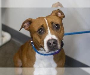 Boxer-Unknown Mix Dogs for adoption in Mountain Home, AR, USA