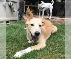 Saluki Dogs for adoption in Atlanta, GA, USA