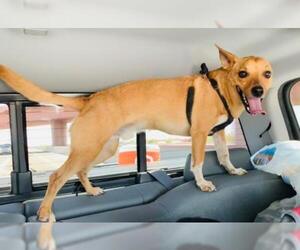Chi-Corgi Dogs for adoption in Chandler, AZ, USA