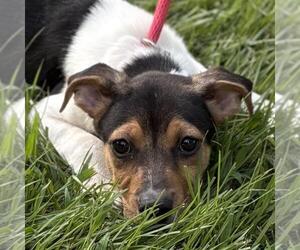 Labbe Dogs for adoption in Yardley, PA, USA