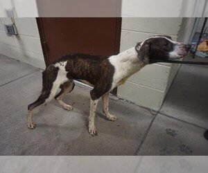 Pointer-Unknown Mix Dogs for adoption in Ocala, FL, USA