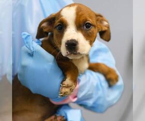 American Staffordshire Terrier Dogs for adoption in San Antonio, TX, USA