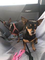 Miniature Pinscher Dogs for adoption in Dana Point, CA, USA