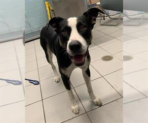 American Pit Bull Terrier-Unknown Mix Dogs for adoption in Corpus Christi, TX, USA