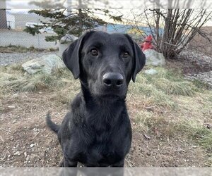 Labrador Retriever Dogs for adoption in Palmer, AK, USA