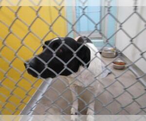 Pointer-Unknown Mix Dogs for adoption in Temple, TX, USA