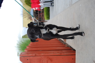 Italian Greyhound Dogs for adoption in San Jose, CA, USA