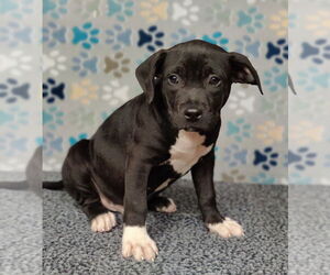 American Bulldog-American Staffordshire Terrier Mix Dogs for adoption in Talladega, AL, USA