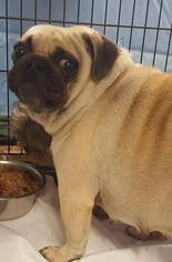 Pug Dogs for adoption in Morgantown WV, PA, USA