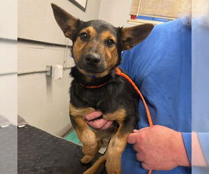 Mutt Dogs for adoption in Camarillo, CA, USA