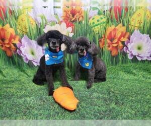 Poodle (Toy) Dogs for adoption in Pawtucket, RI, USA