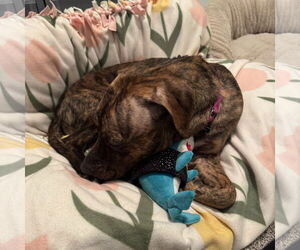 Mutt Dogs for adoption in Fargo, ND, USA