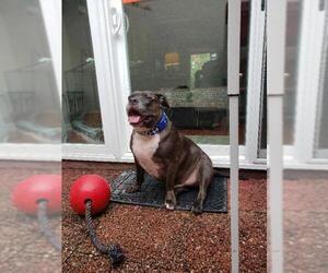 American Pit Bull Terrier Dogs for adoption in Tampa , FL, USA