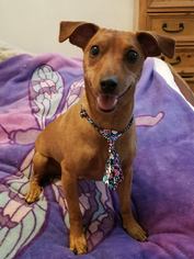 Doxie-Pin Dogs for adoption in Las Vegas, NV, USA