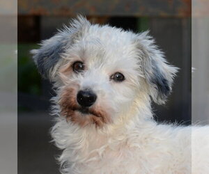 Maltese Dinmont Terrier Dogs for adoption in Gretna, NE, USA