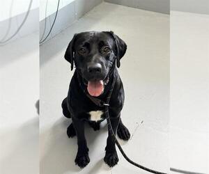 Labrador Retriever-Unknown Mix Dogs for adoption in Corpus Christi, TX, USA