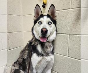 Siberian Husky Dogs for adoption in Denver, CO, USA