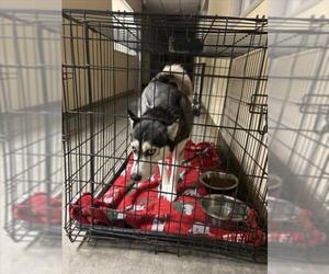 Siberian Husky Dogs for adoption in Texas City, TX, USA