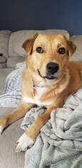 Medium Photo #1 Collie-Labrador Retriever Mix Puppy For Sale in Mankato, MN, USA