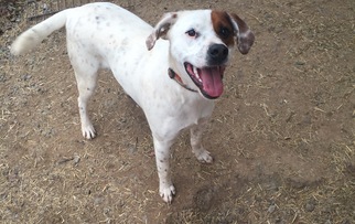 Lab-Pointer Dogs for adoption in Rock Hill, SC, USA