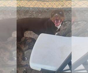American Pit Bull Terrier Dogs for adoption in Augusta, GA, USA