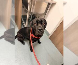 Mutt Dogs for adoption in Baytown, TX, USA