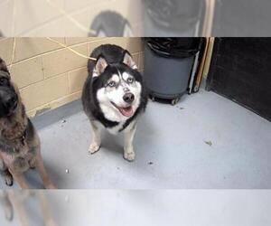 Siberian Husky Dogs for adoption in Tulsa, OK, USA