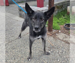 German Shepherd Dog Dogs for adoption in Anchorage, AK, USA