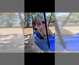 Chihuahua-Unknown Mix Dogs for adoption in Evansville, IN, USA