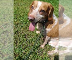 Beagle Dogs for adoption in Caribou, ME, USA