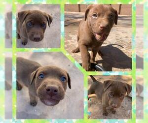 Chocolate Labrador retriever-Labrador Retriever Mix Dogs for adoption in Chandler, AZ, USA
