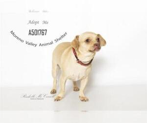 Medium Photo #1 Chihuahua Puppy For Sale in Moreno Valley, CA, USA
