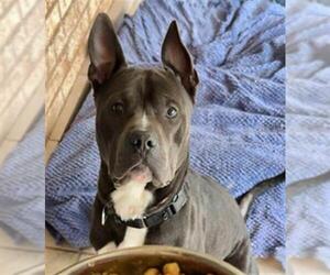American Staffordshire Terrier-Unknown Mix Dogs for adoption in San Antonio, TX, USA