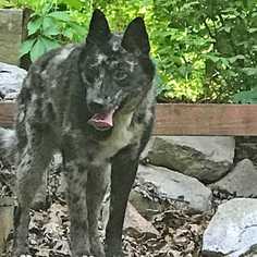 Anatolian Shepherd-Unknown Mix Dogs for adoption in Palatine, IL, USA