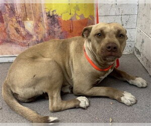 Mutt Dogs for adoption in San Bernardino, CA, USA