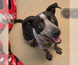 Mutt Dogs for adoption in Decatur, IL, USA