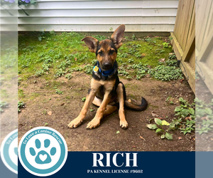 German Shepherd Dog Dogs for adoption in Kimberton, PA, USA
