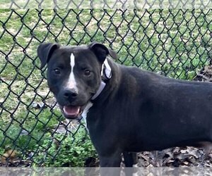 Small American Pit Bull Terrier Mix