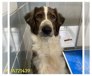 Australian Shepherd Dogs for adoption in San Antonio, TX, USA