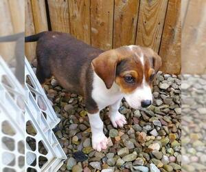 Border Collie-Treeing Walker Coonhound Mix Dogs for adoption in CORNING, NY, USA