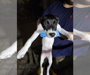 Mutt Dogs for adoption in San Antonio, TX, USA