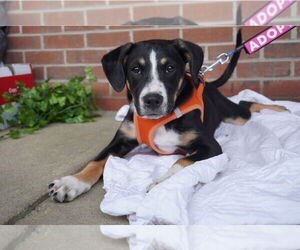 Labbe Dogs for adoption in Chester, VA, USA