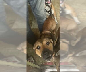 Mutt Dogs for adoption in Ocala, FL, USA